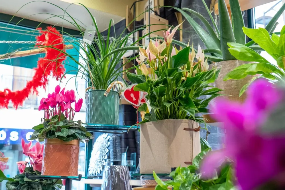 Fleuriste à Bourg-Madame